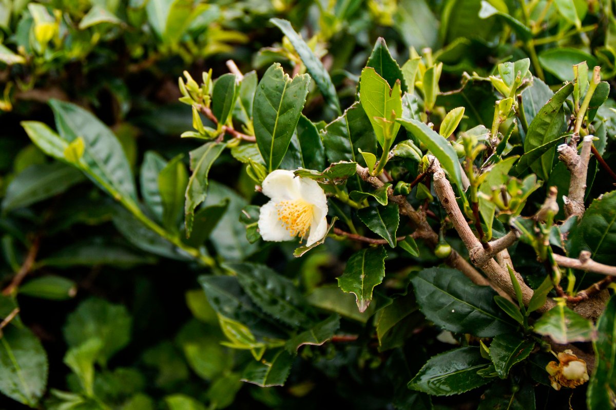 [azory – szlaki] Herbacianym szlakiem