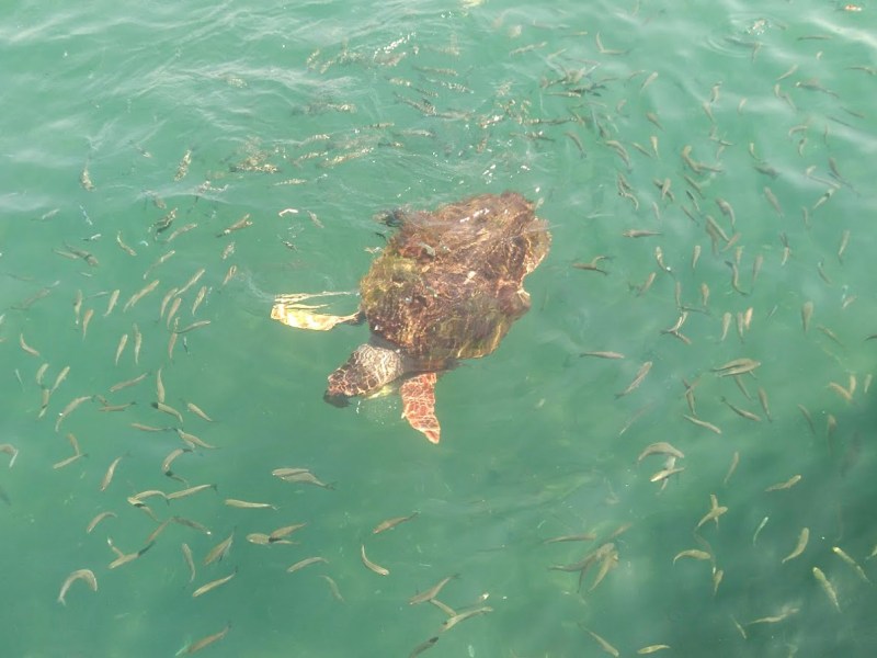 [turcja] Rzeka Dalyan i problem jej popularności