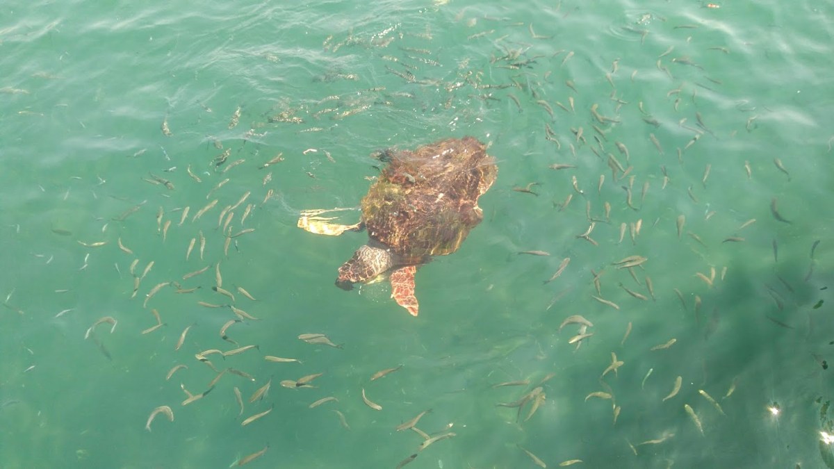 [turcja] Rzeka Dalyan i problem jej popularności