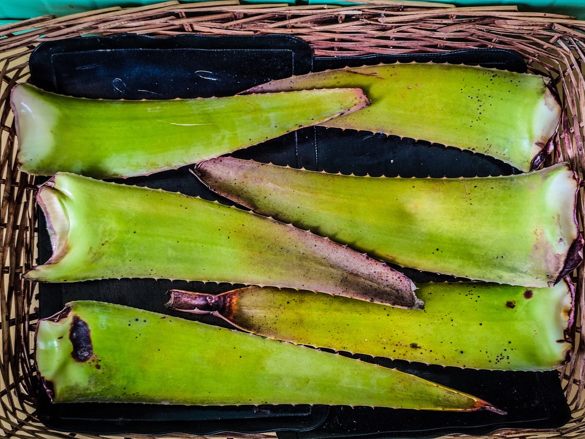 [Majorka] Ostatnia plantacja Aloe Vera