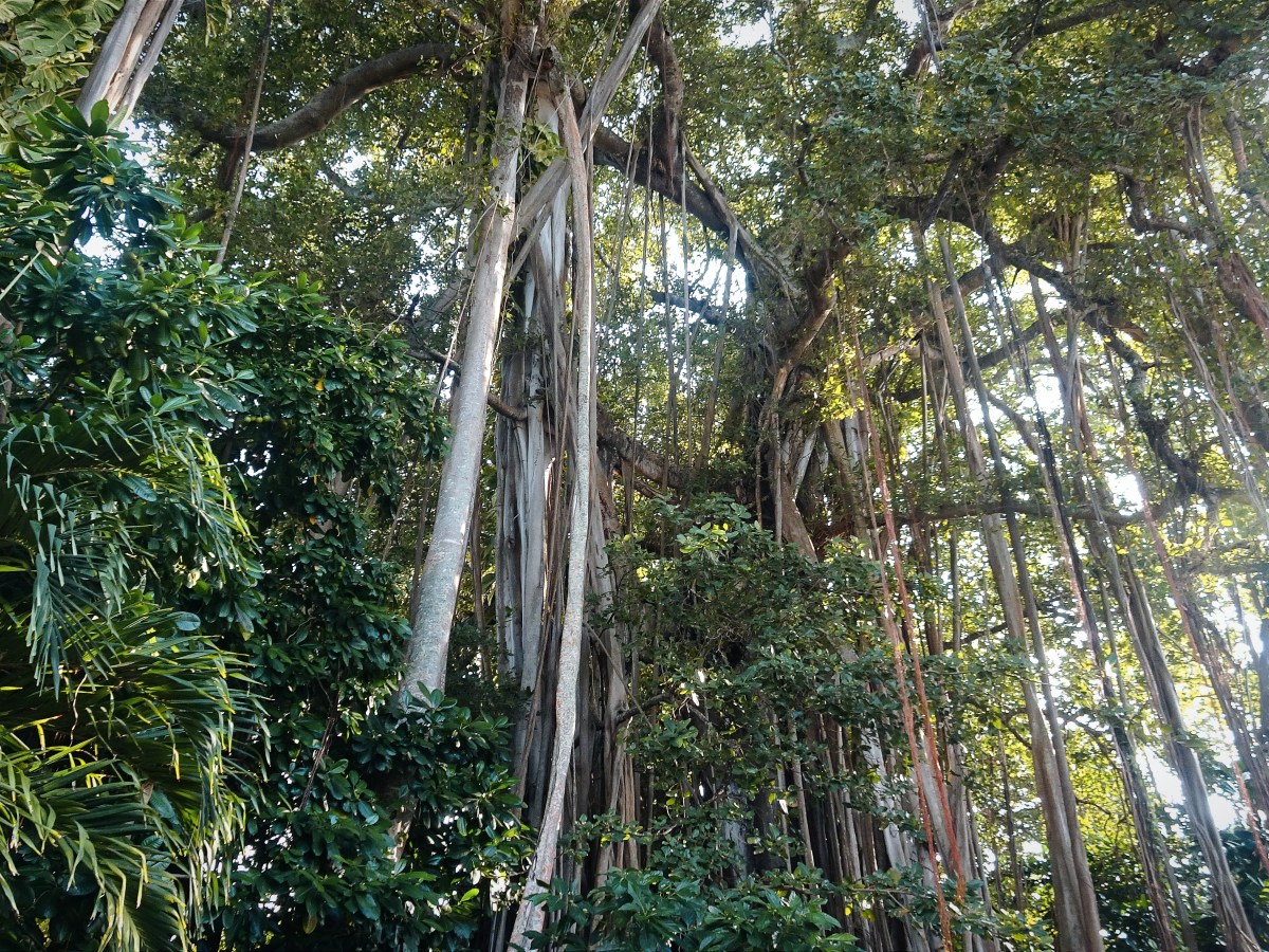[Malediwy] Drzewo Banyan – Gigant Malediwów