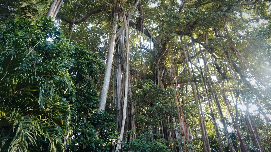 [Malediwy] Drzewo Banyan – Gigant Malediwów